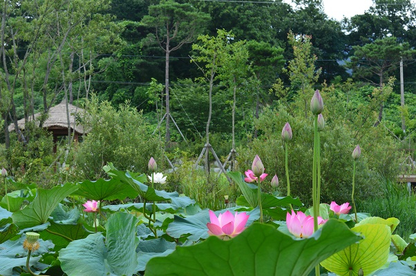 청결하고 고귀한 구림의 꽃  이미지 3