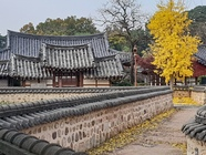 구림마을 가을향기 맡으며