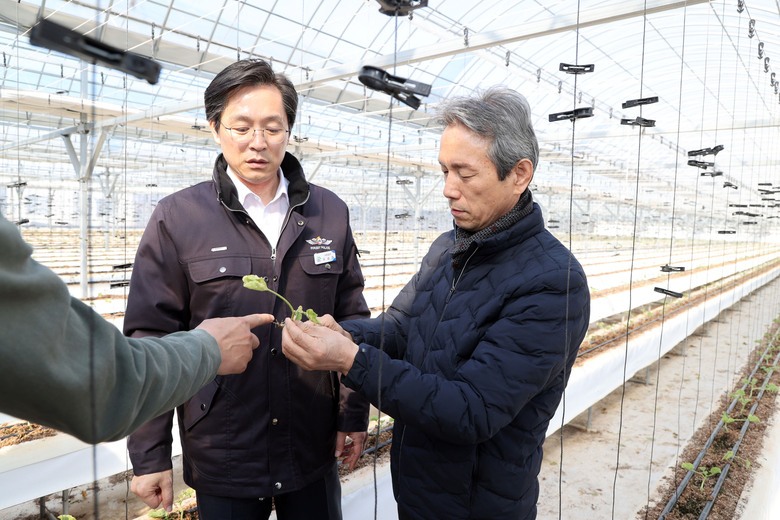 이상기온으로 피해를 본 멜론재배농가 방문 이미지 1