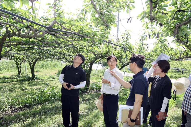 덕진면 감 및 배 개화관련 농작업 현장방문 이미지 2