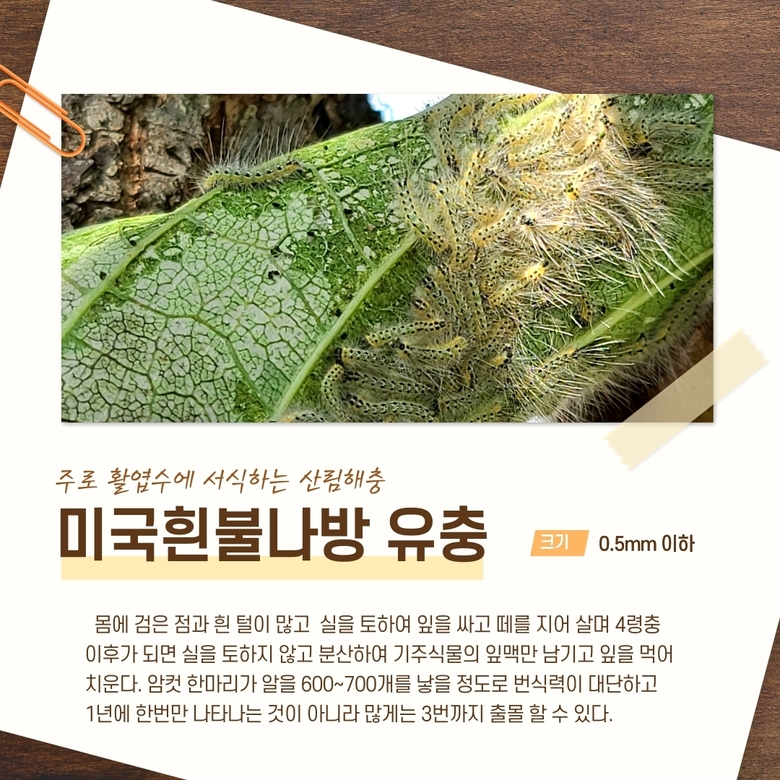 미국흰불나방 이미지 2