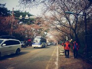 영암의 벚꽃길 걷기
