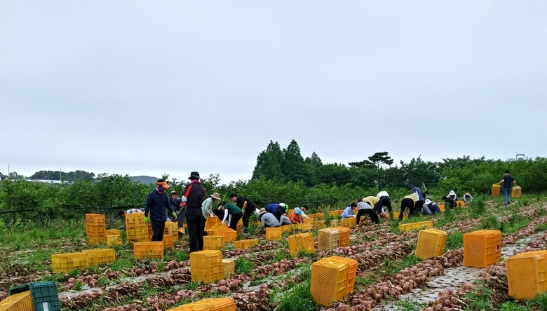 신북면, 영농철 농촌일손돕기 구슬땀 이미지 2
