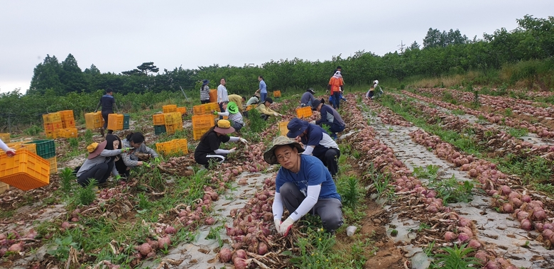 신북면, 영농철 농촌일손돕기 구슬땀 이미지 1