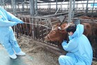 영암군 “가축전염병”예방에 총력