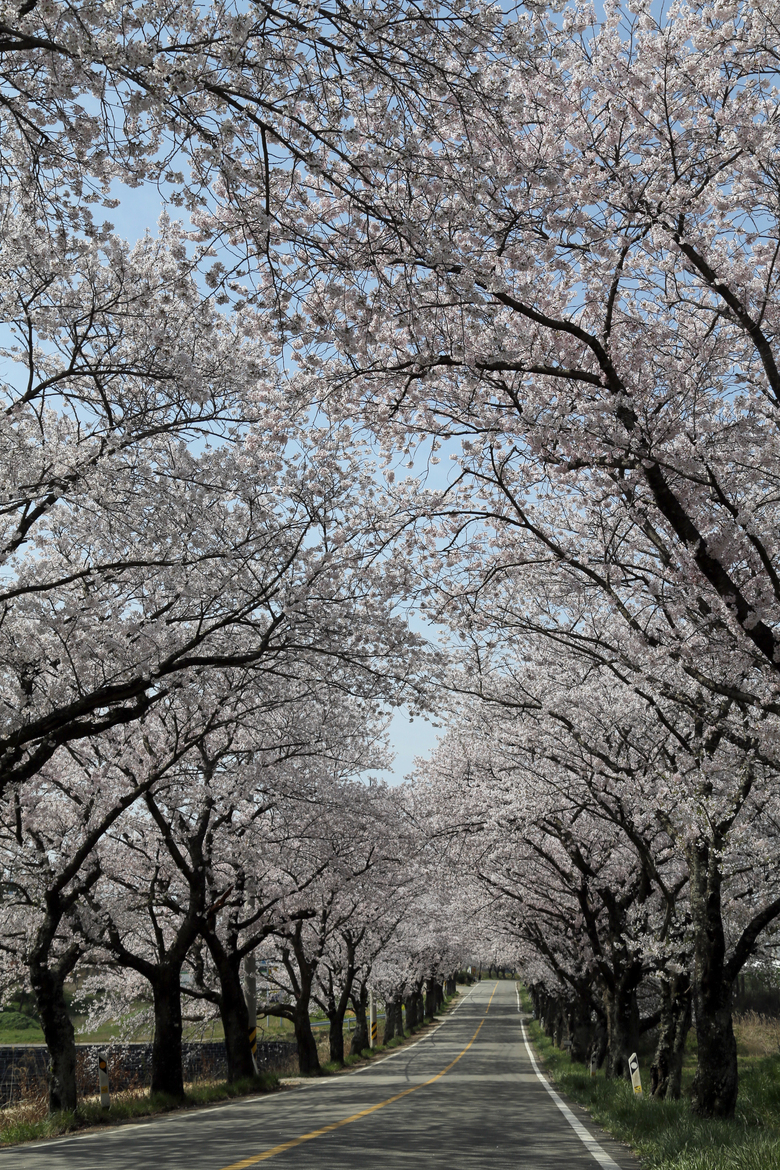영암군, 100리 벚꽃길과 왕인박사유적지 개방 이미지 1