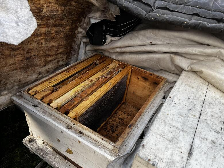 영암군, 꿀벌 피해농가 사육기반 안정화 회생 지원 추진 이미지 1