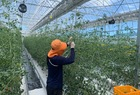 영암군, 2022년 청년 경영실습임대농장 임차인 모집