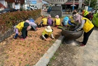 영암 시종면, 주민에게 백일홍 등 꽃모종 10만 본 나눠