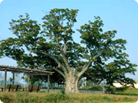 郡の木：ケヤキ