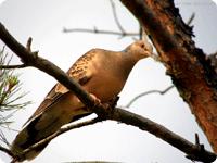 Mountain pigeon