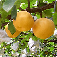 Yeongam pears