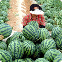 Water melons