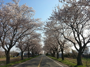 미술관 가는 길 - 동구림리 4월 벚꽃