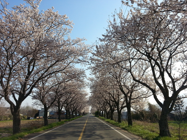 미술관 가는 길 - 동구림리 4월 벚꽃 이미지 1