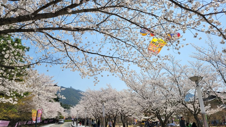 왕인문화축제 기간 벚꽃길 이미지 3