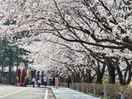 왕인문화축제 기간 벚꽃길