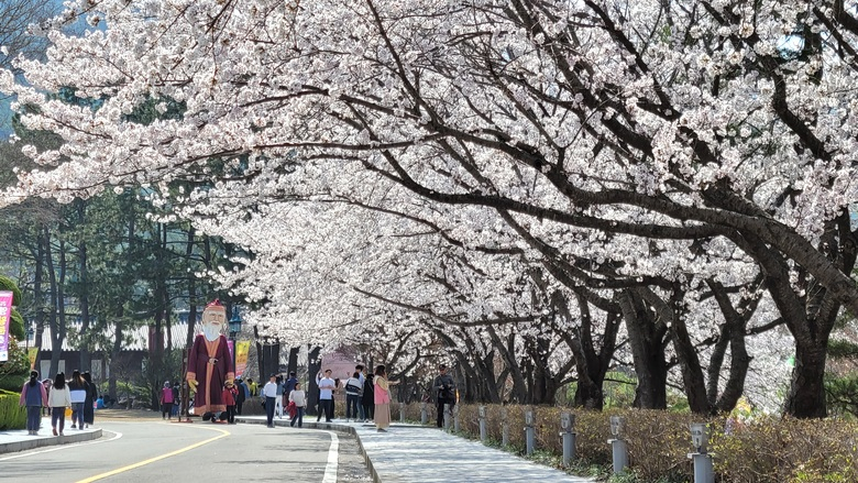 왕인문화축제 기간 벚꽃길 이미지 1