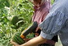 영암군, 애플수박 첫수확신소득 작목으로 농가소득증대 기여