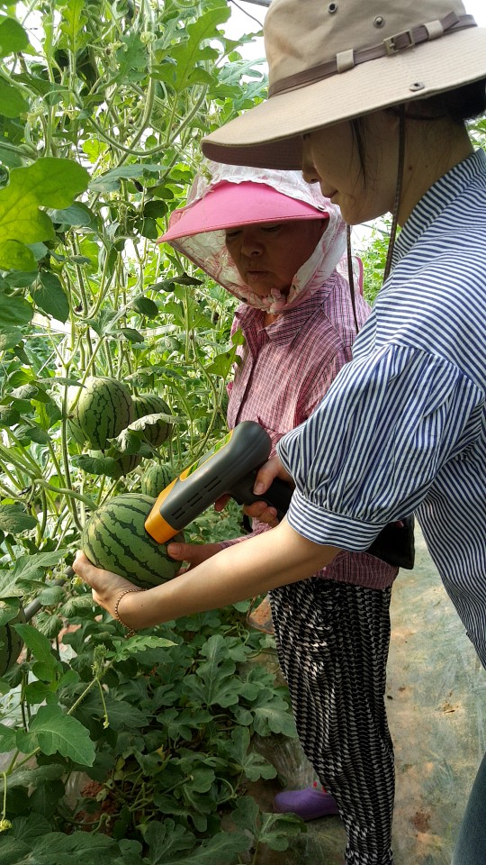 영암군, 애플수박 첫수확신소득 작목으로 농가소득증대 기여 이미지 1