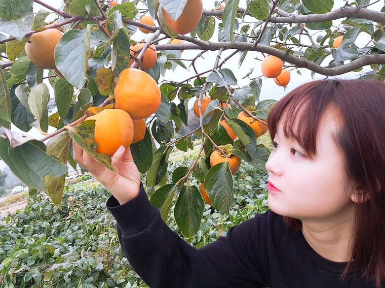 영암군, 금정 대봉감 축제 놀러 오세요 이미지 1