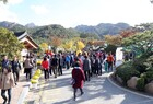 2018 월출산 국화축제 첫 주말 구름 관광객 운집