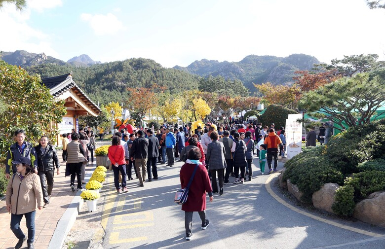 2018 월출산 국화축제 첫 주말 구름 관광객 운집 이미지 1