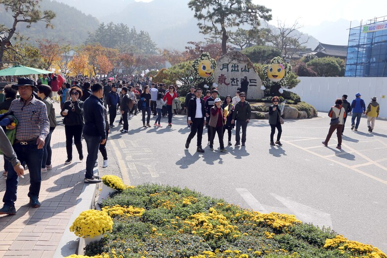 영암의 관광명소 월출산에서 펼쳐진 오색국화 향연! 성황리 폐막  이미지 2