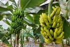 영암군, 아열대작물 바나나 실증시험 성과